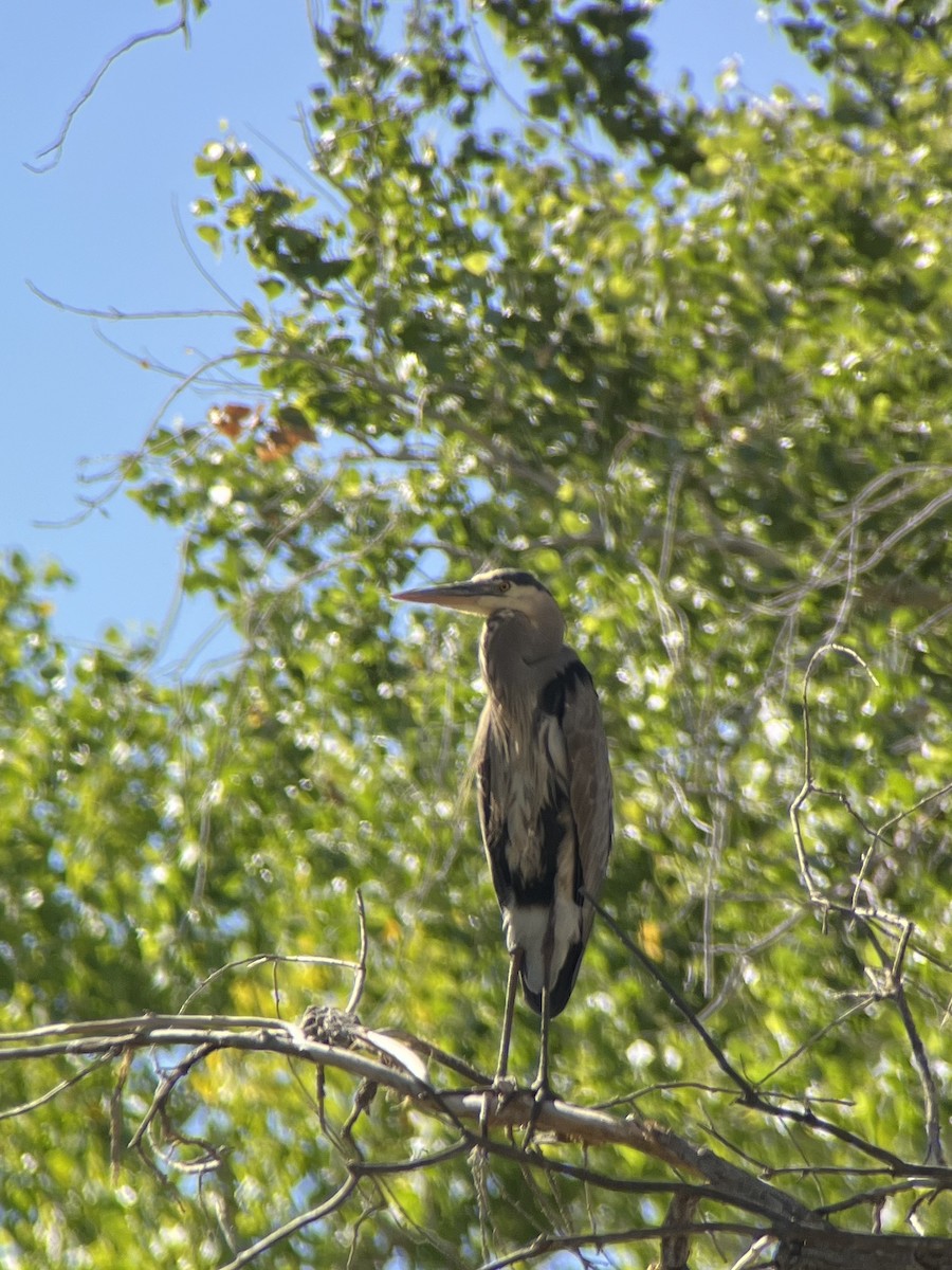 Great Blue Heron - ML620460971