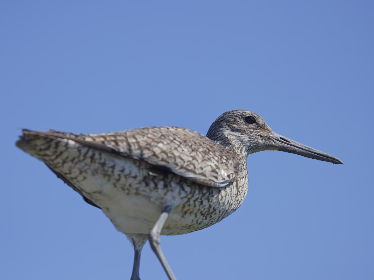 Willet (Eastern) - ML620460992