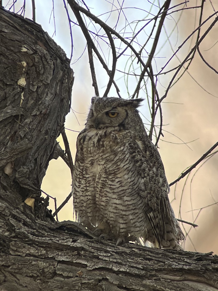 Great Horned Owl - ML620460993