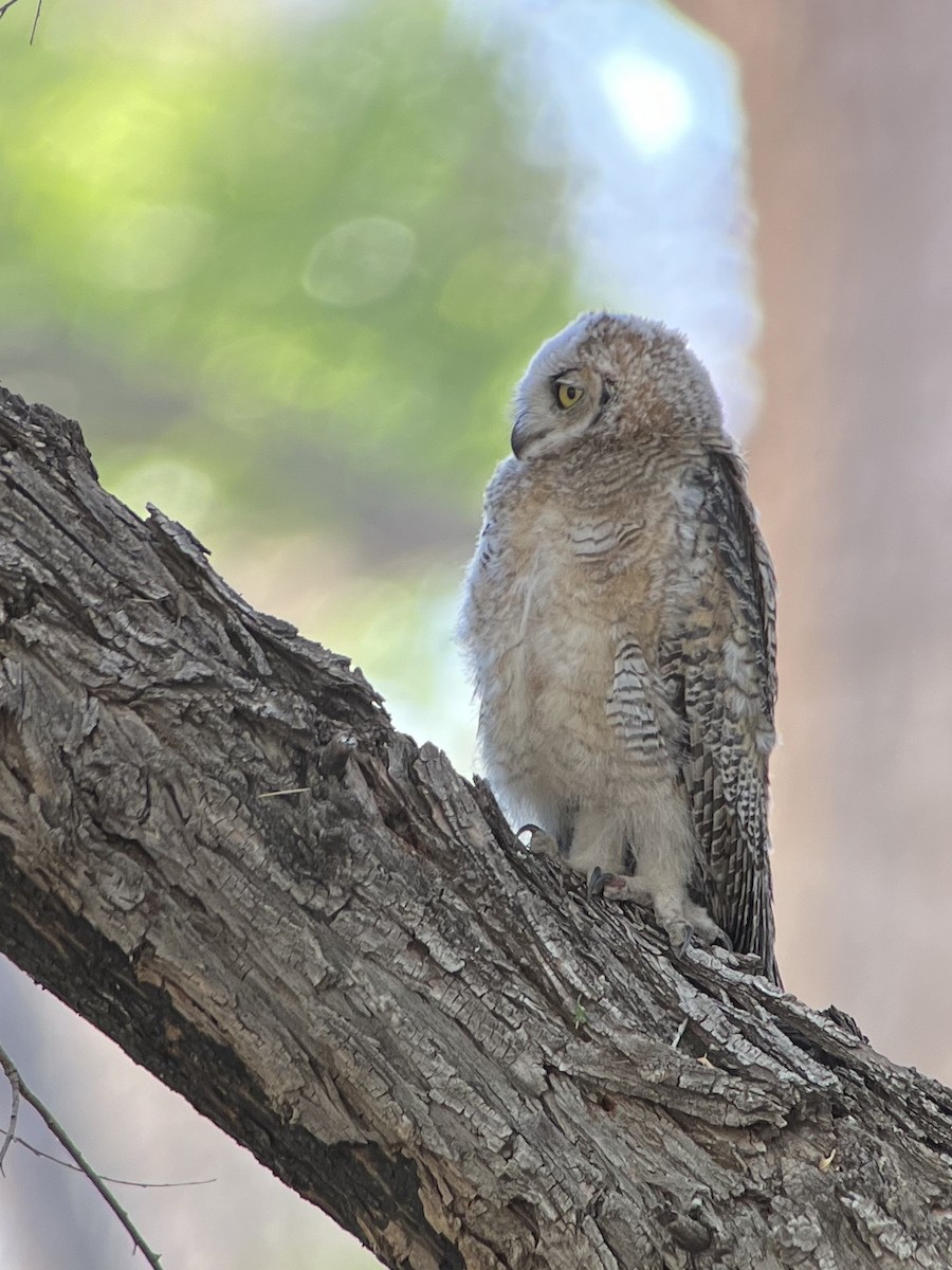 Great Horned Owl - ML620460994