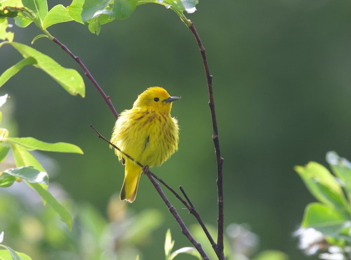 Paruline jaune - ML620461004