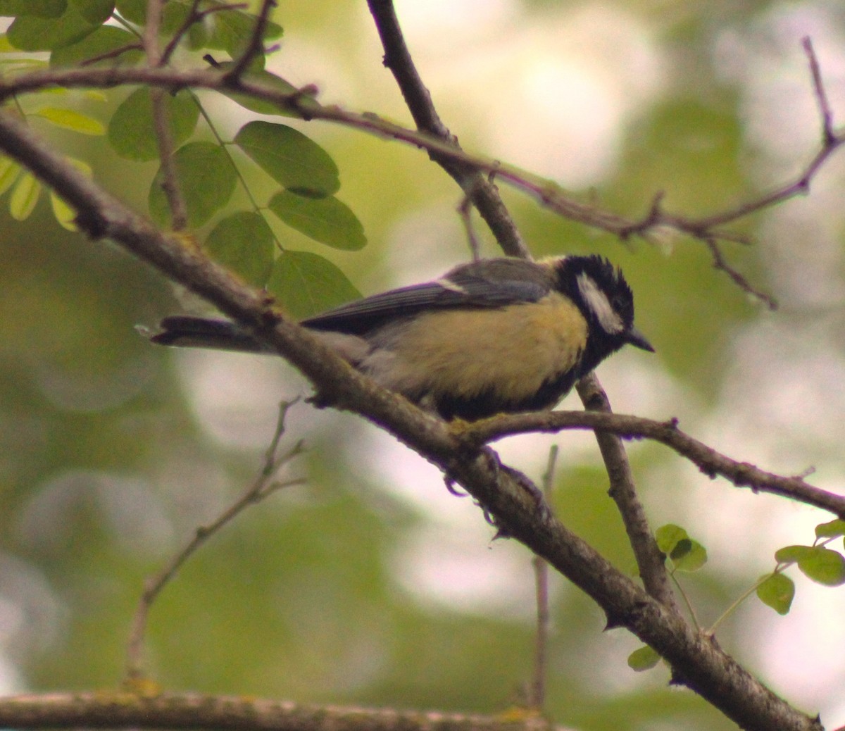 Mésange charbonnière (groupe major) - ML620461005