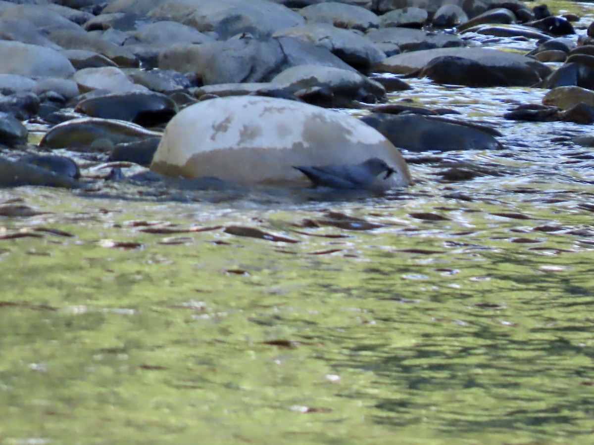 American Dipper - ML620461018