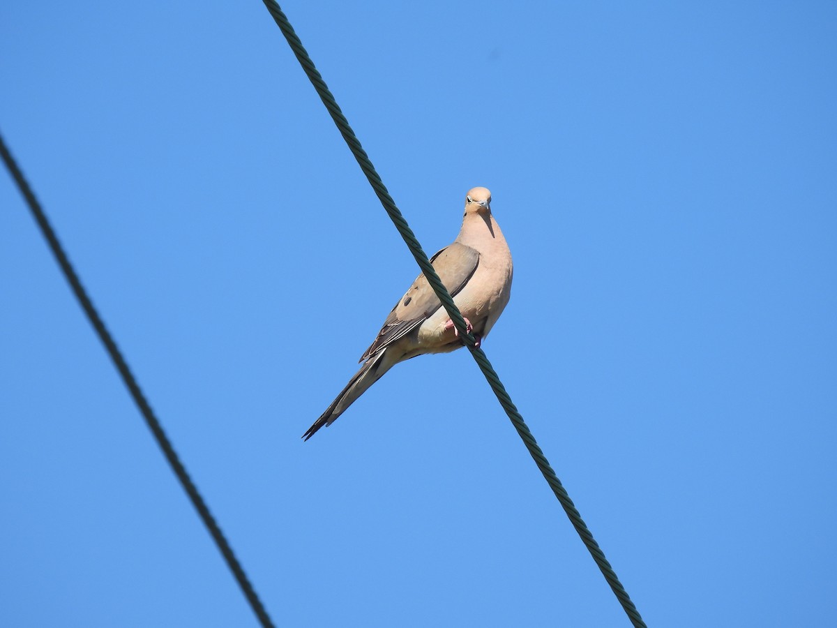 Mourning Dove - ML620461022