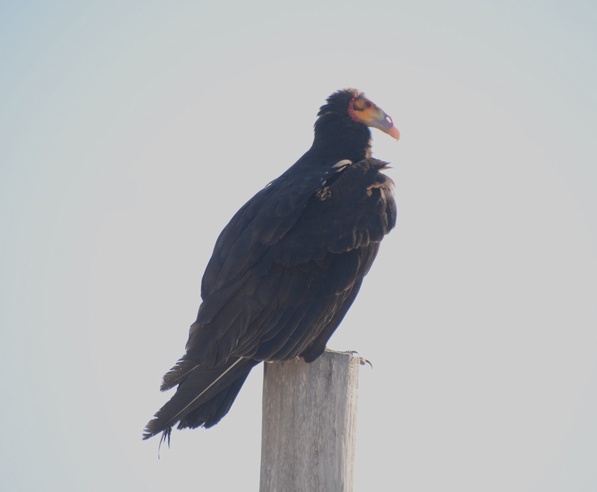 Lesser Yellow-headed Vulture - ML620461028