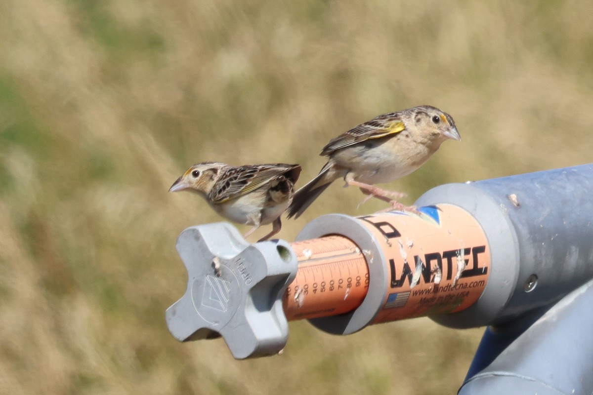 Grasshopper Sparrow - Phil Kenny