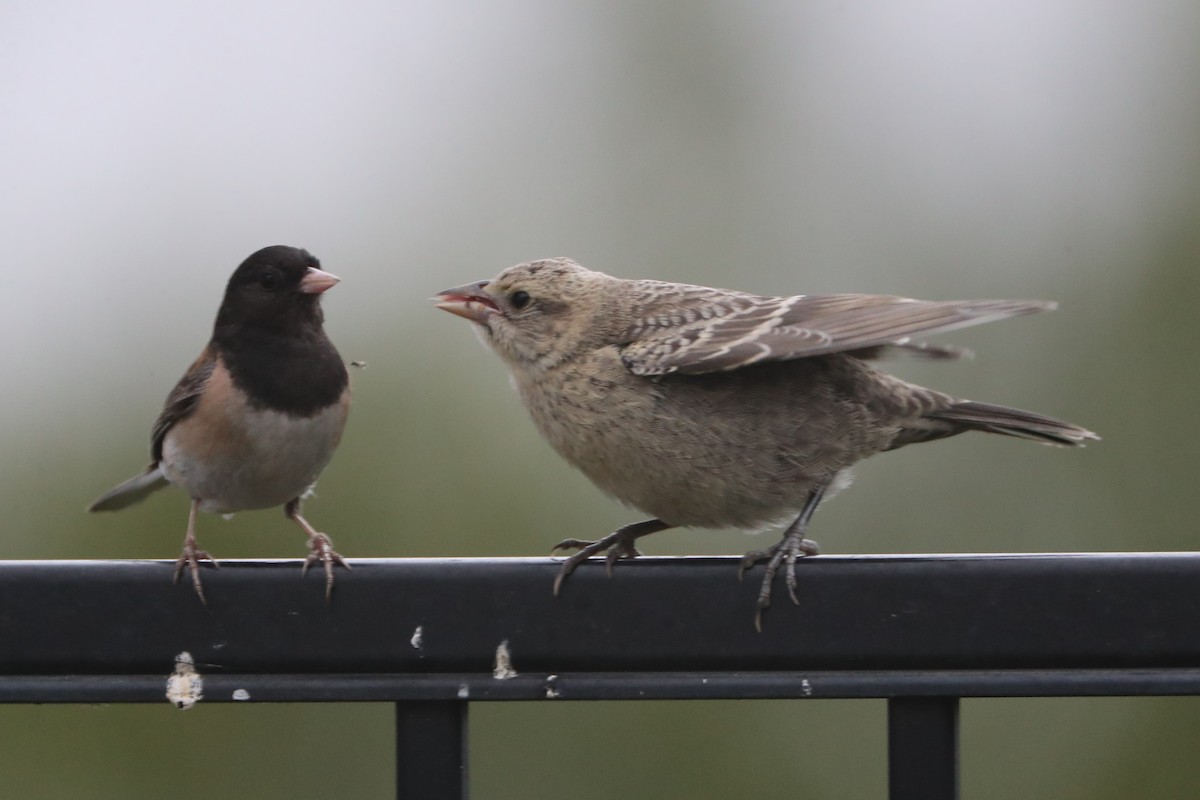 Brown-headed Cowbird - ML620461033