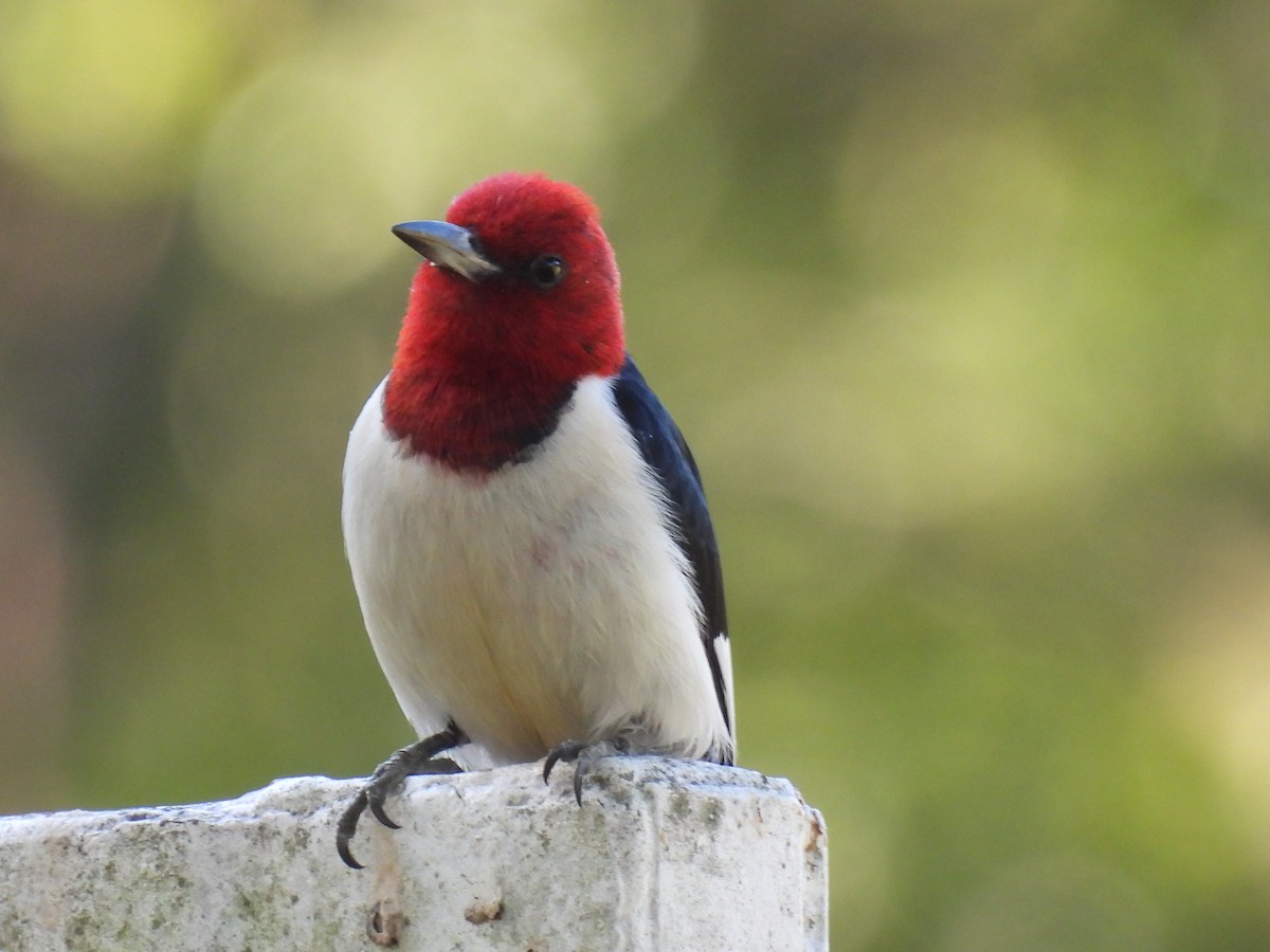 Red-headed Woodpecker - ML620461035
