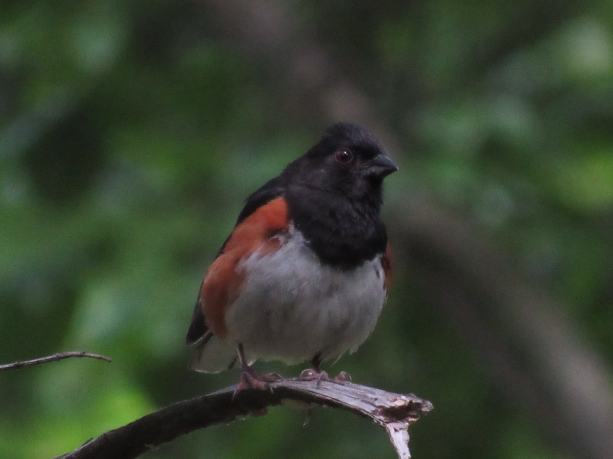 Eastern Towhee - ML620461037