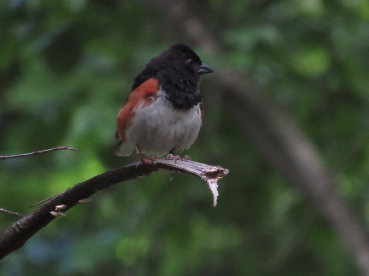 Eastern Towhee - ML620461038