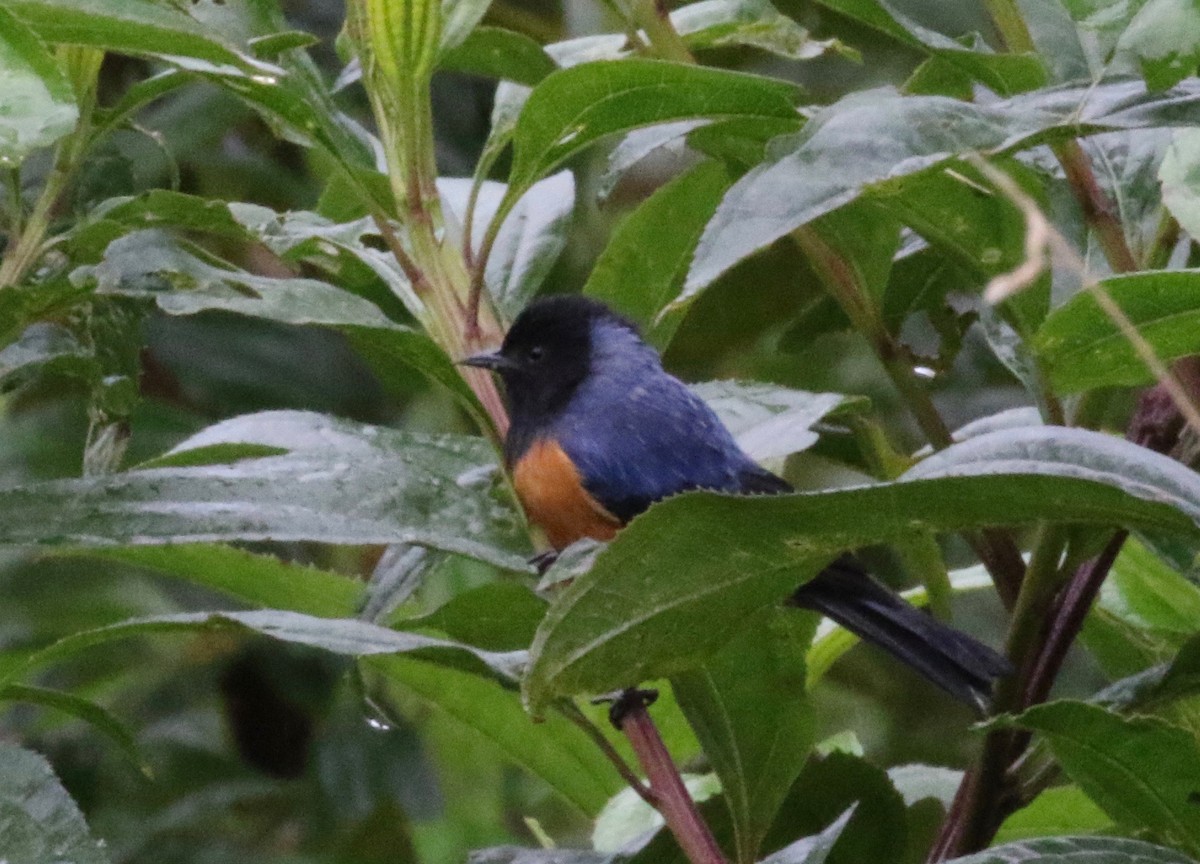 Blue-backed Conebill - ML620461041