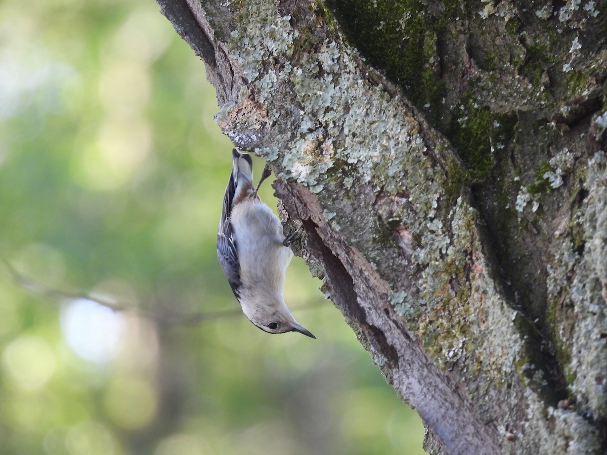 White-breasted Nuthatch - ML620461043