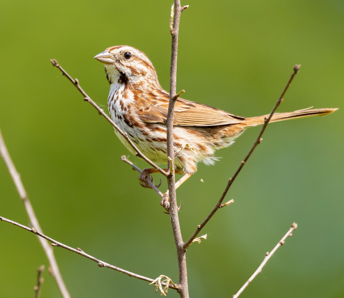 Song Sparrow - Samuel Allen