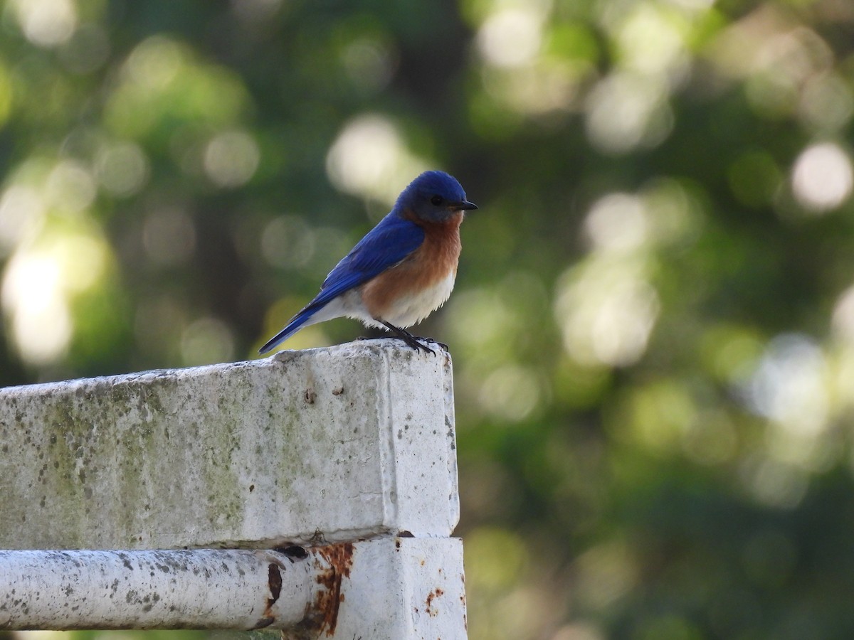 Eastern Bluebird - ML620461050