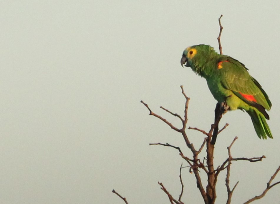 Turquoise-fronted Parrot - ML620461058