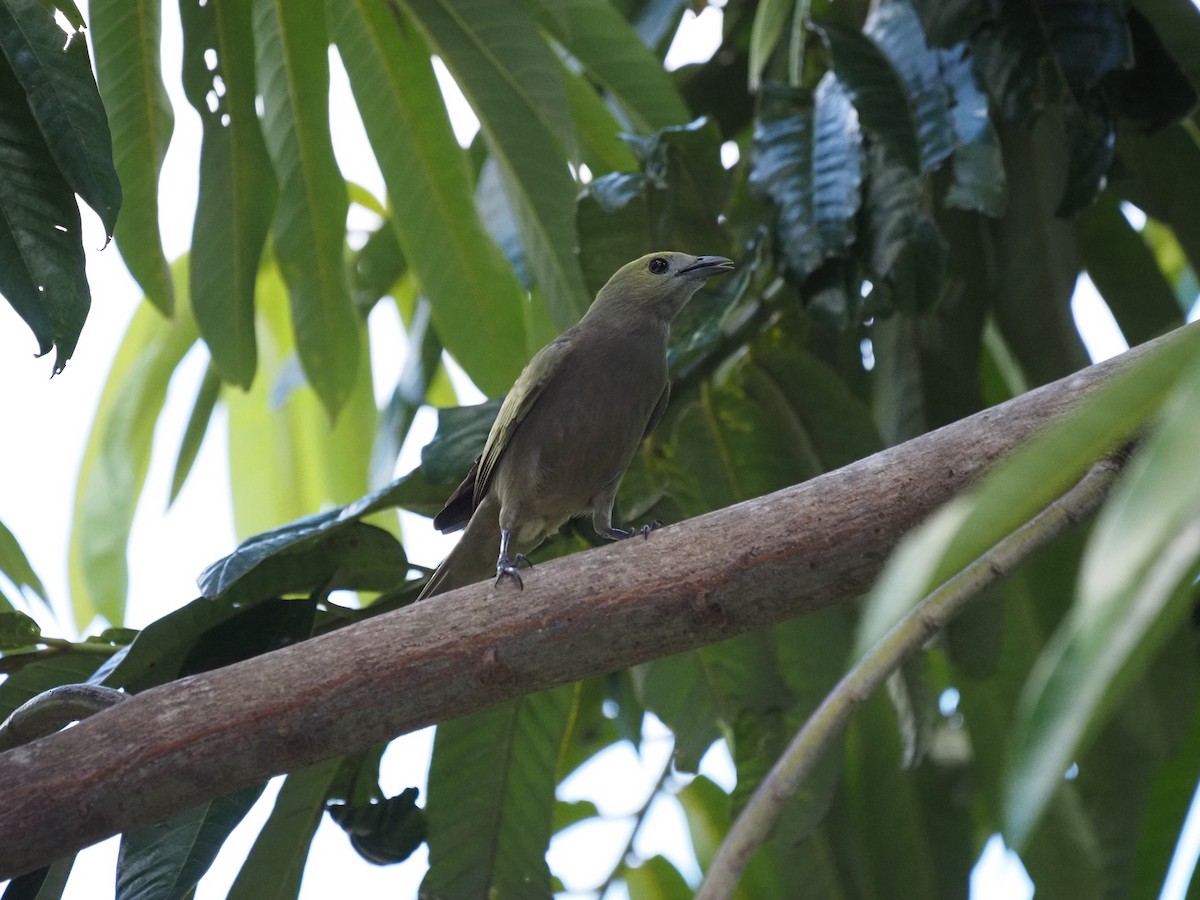 Palm Tanager - ML620461059
