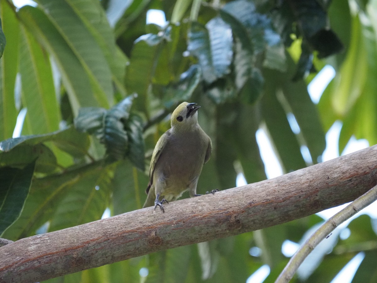 Palm Tanager - ML620461060