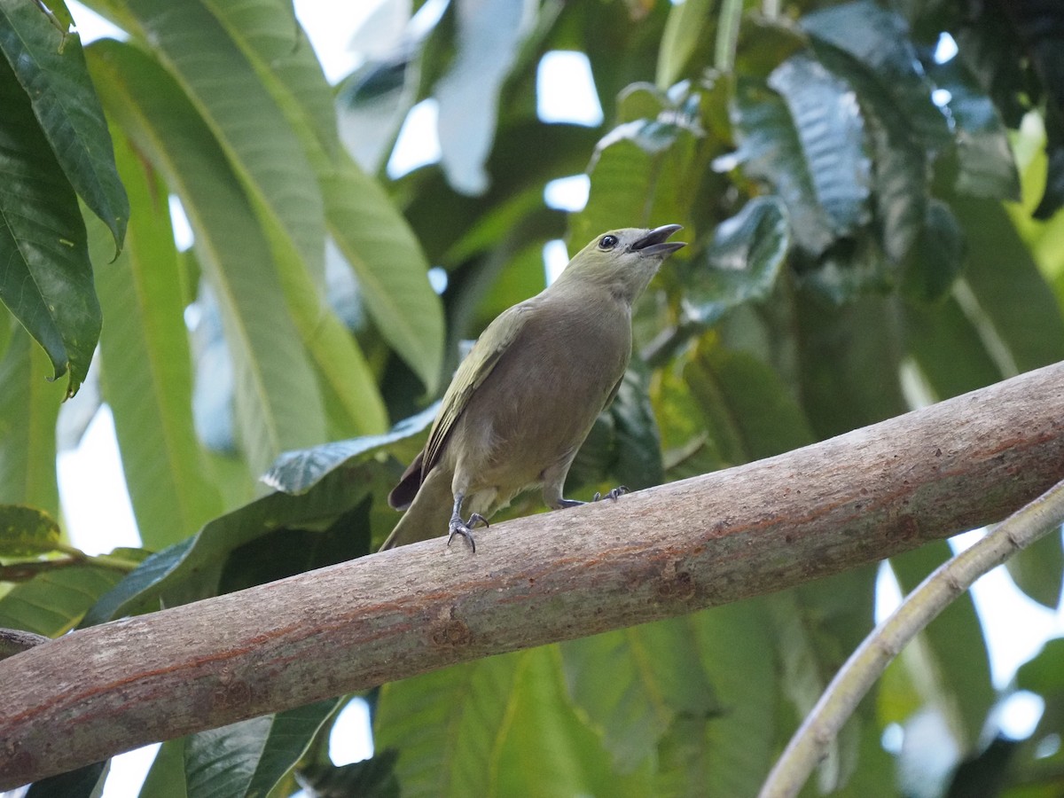 Palm Tanager - ML620461062