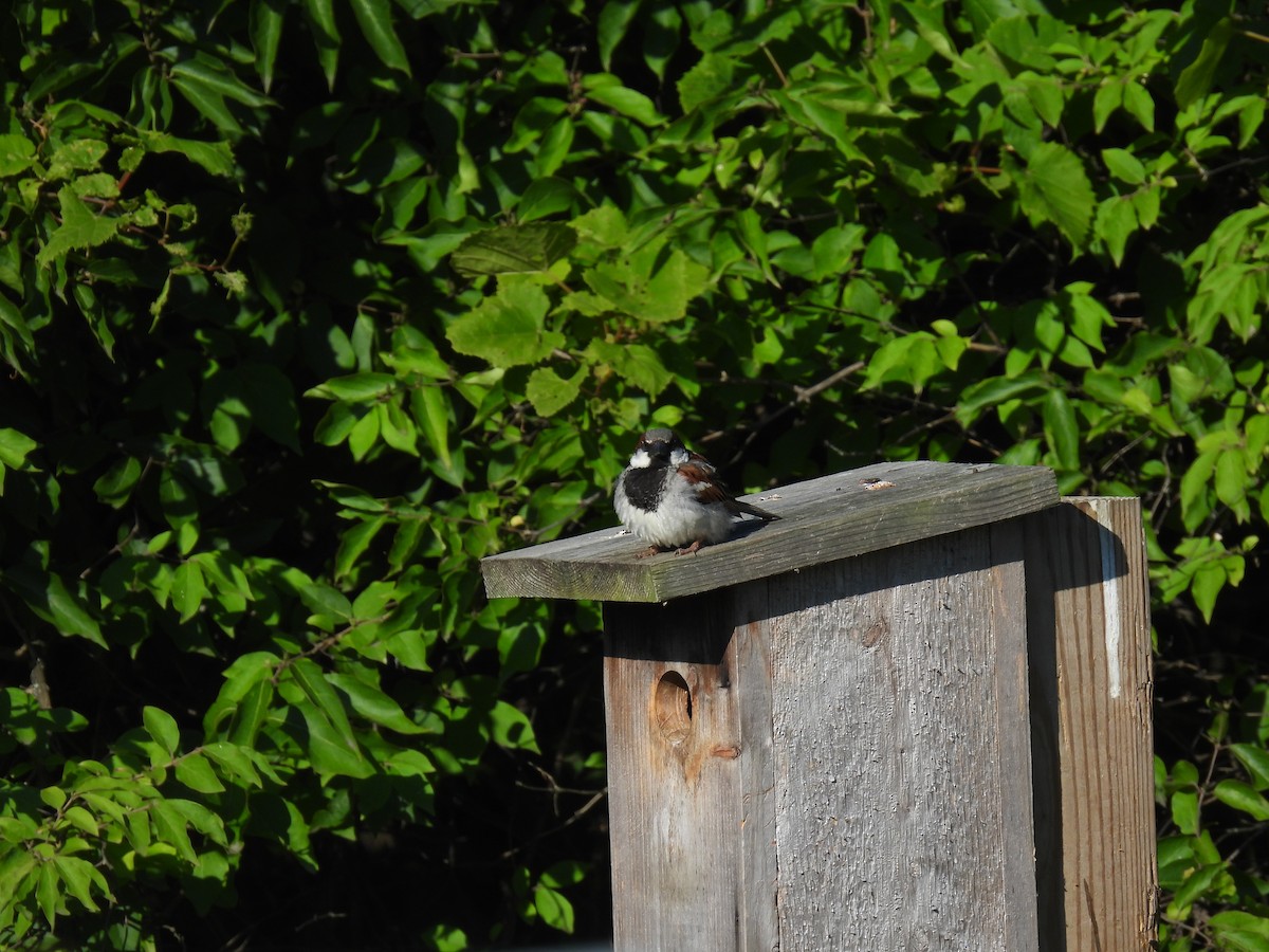 Moineau domestique - ML620461066