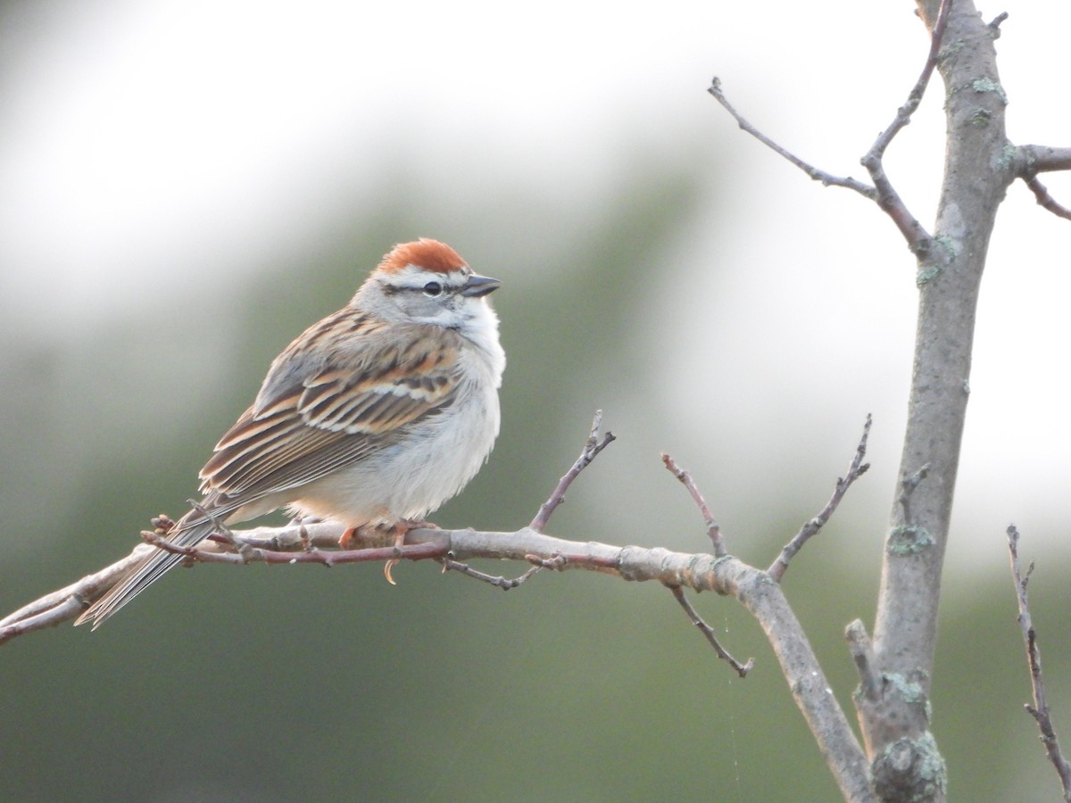 Chipping Sparrow - ML620461067