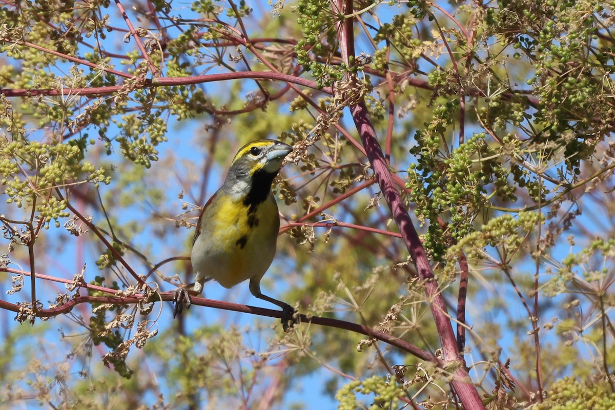 Dickcissel - ML620461068