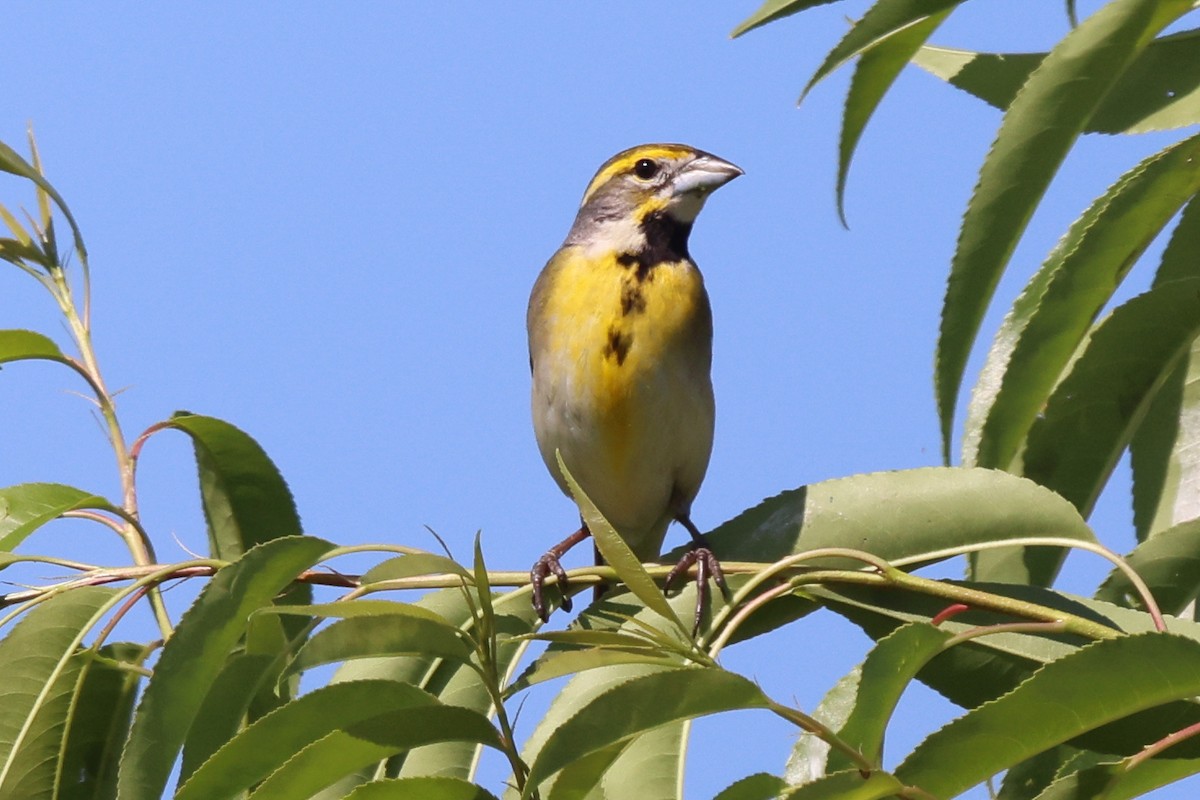 Dickcissel - ML620461069