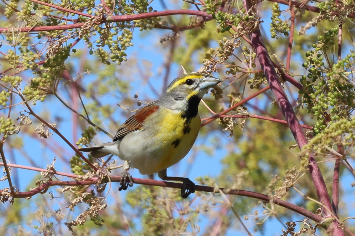 Dickcissel - ML620461071