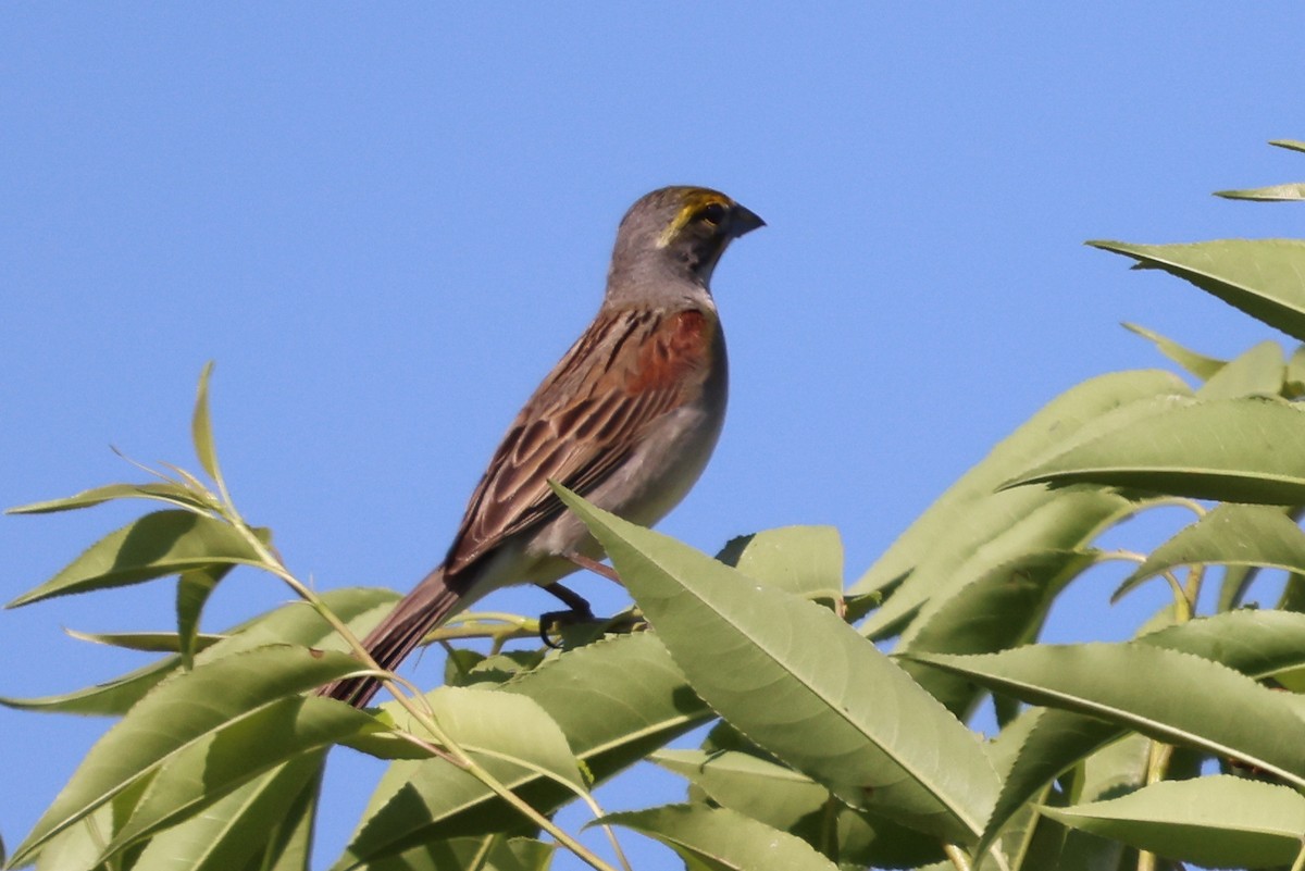 Dickcissel - ML620461073