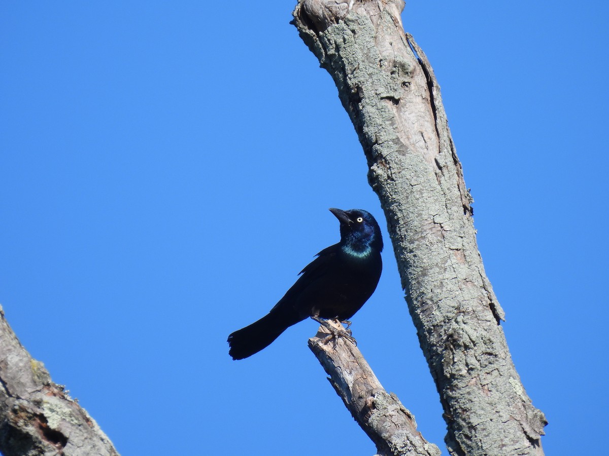 Common Grackle - Chloe Hill