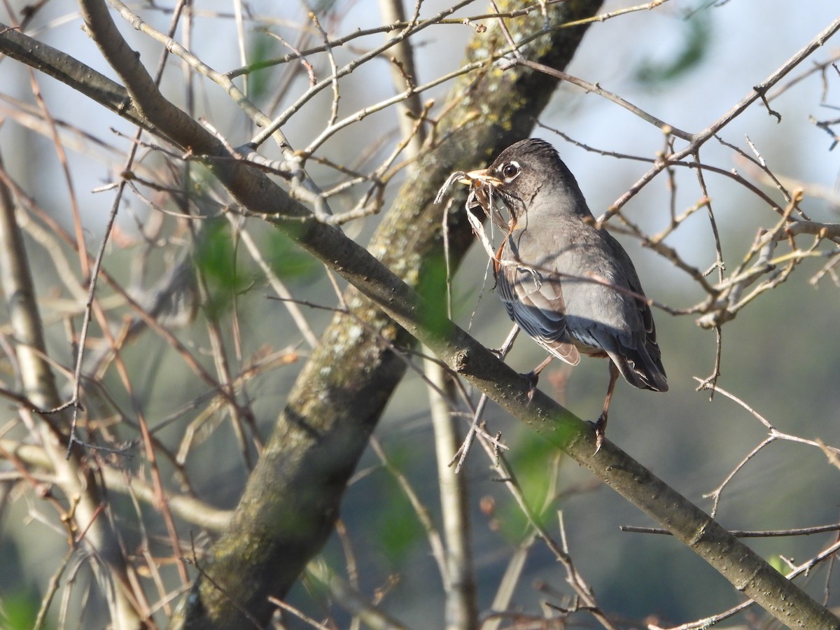 American Robin - ML620461090