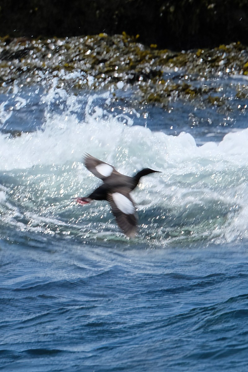 Black Guillemot - ML620461092