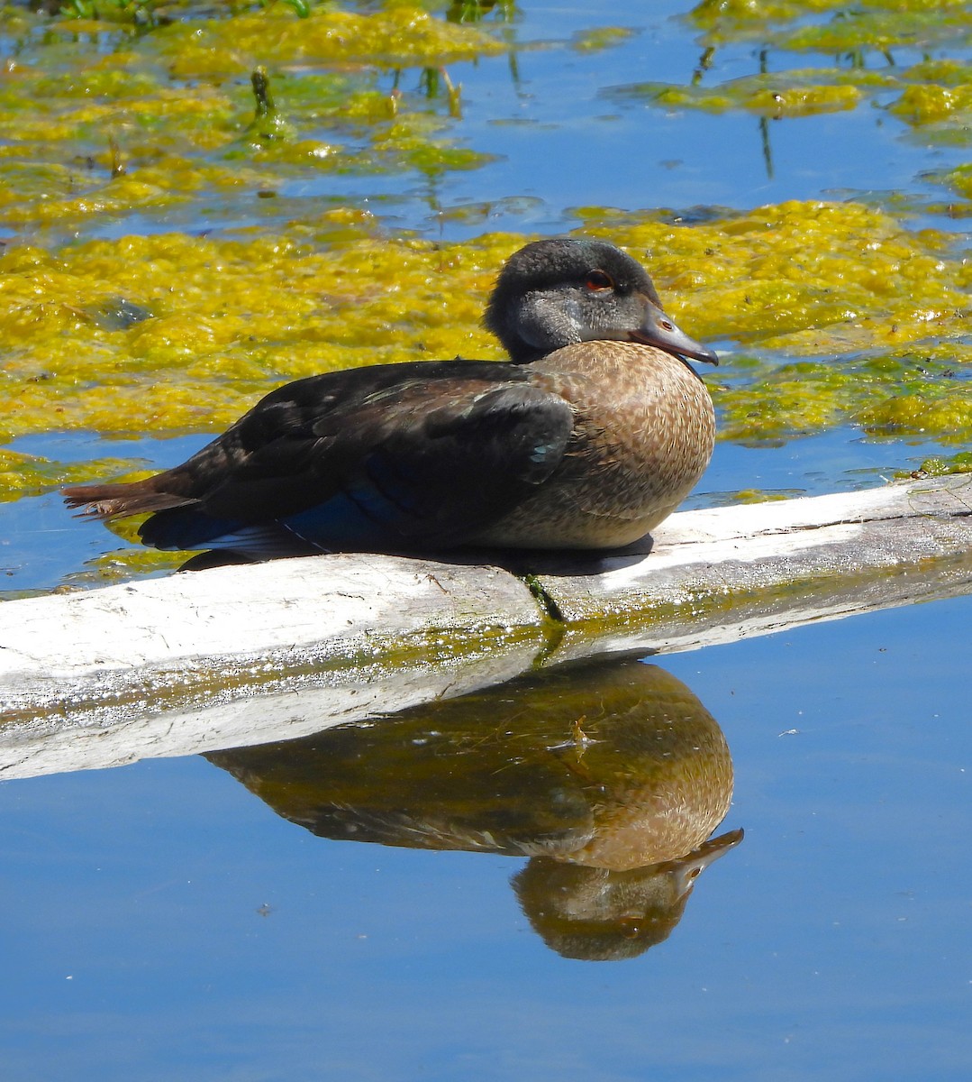 Wood Duck - ML620461095