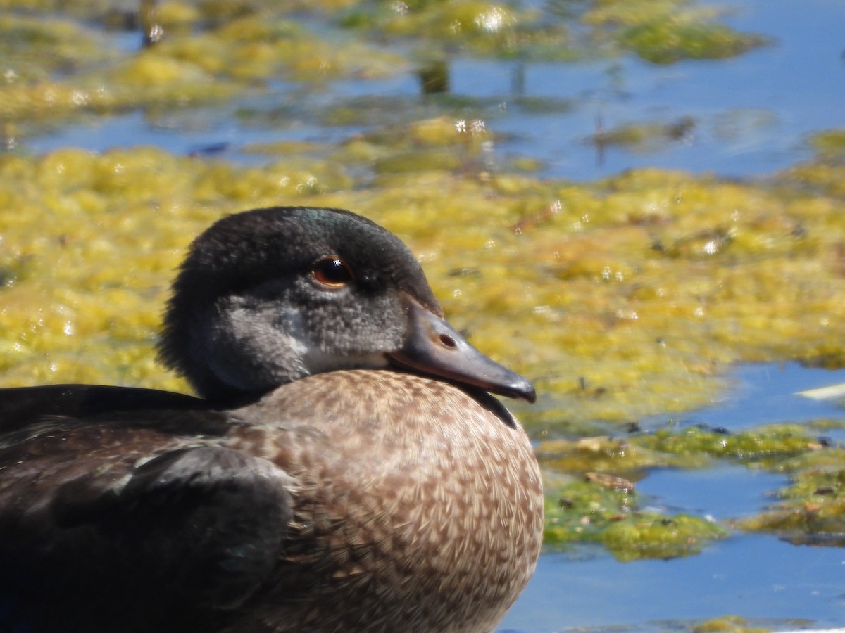 Wood Duck - ML620461098