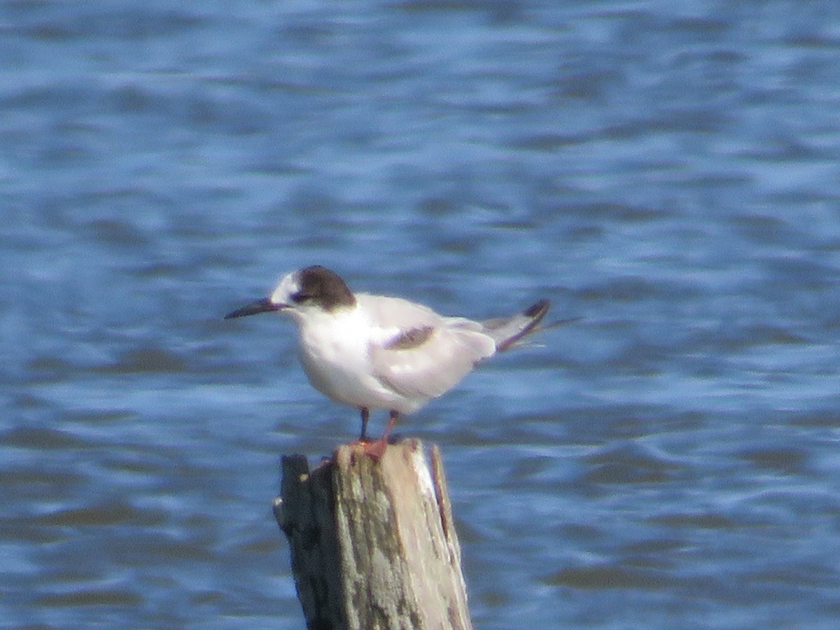 Common Tern - ML620461101