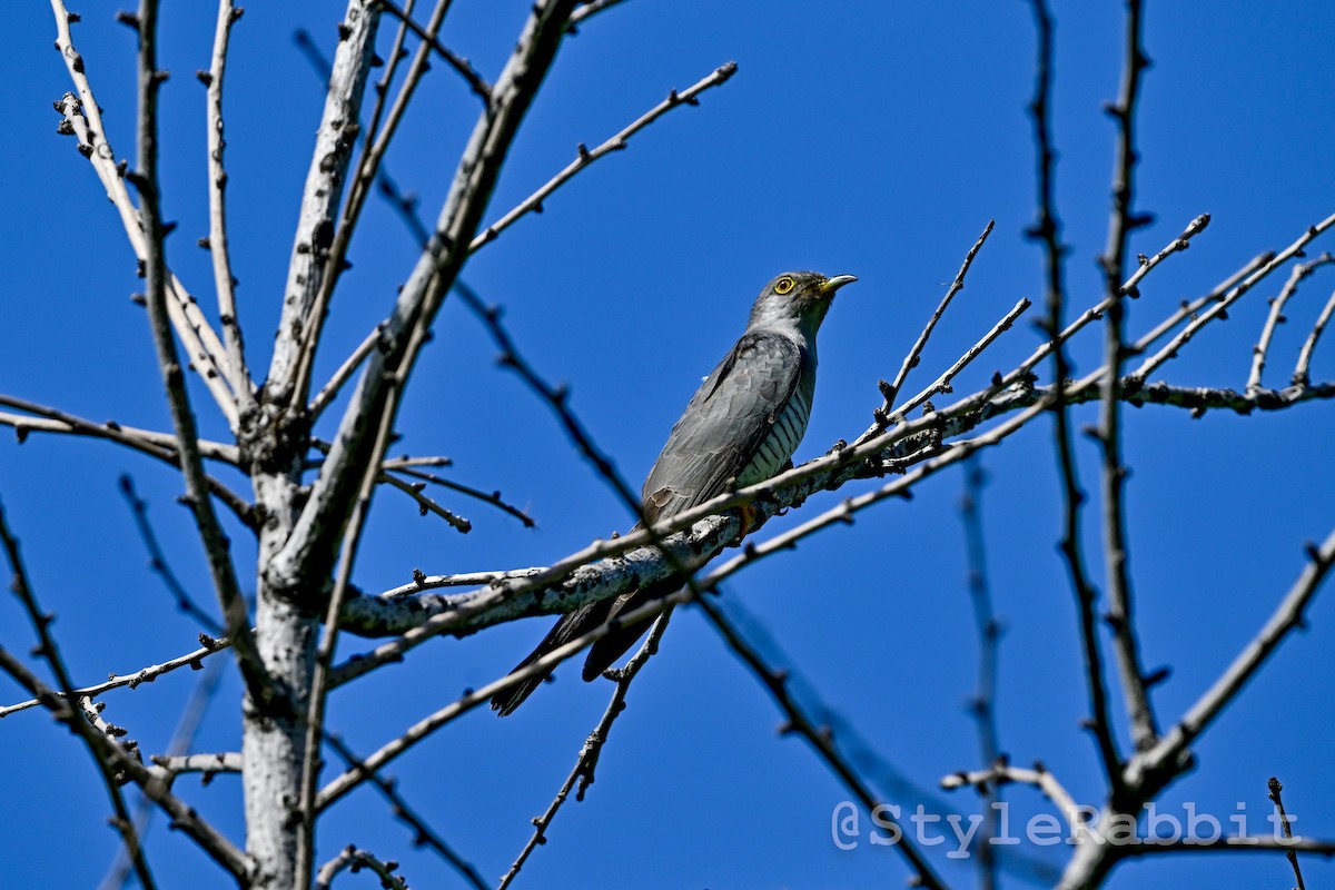 Common Cuckoo - qi bai
