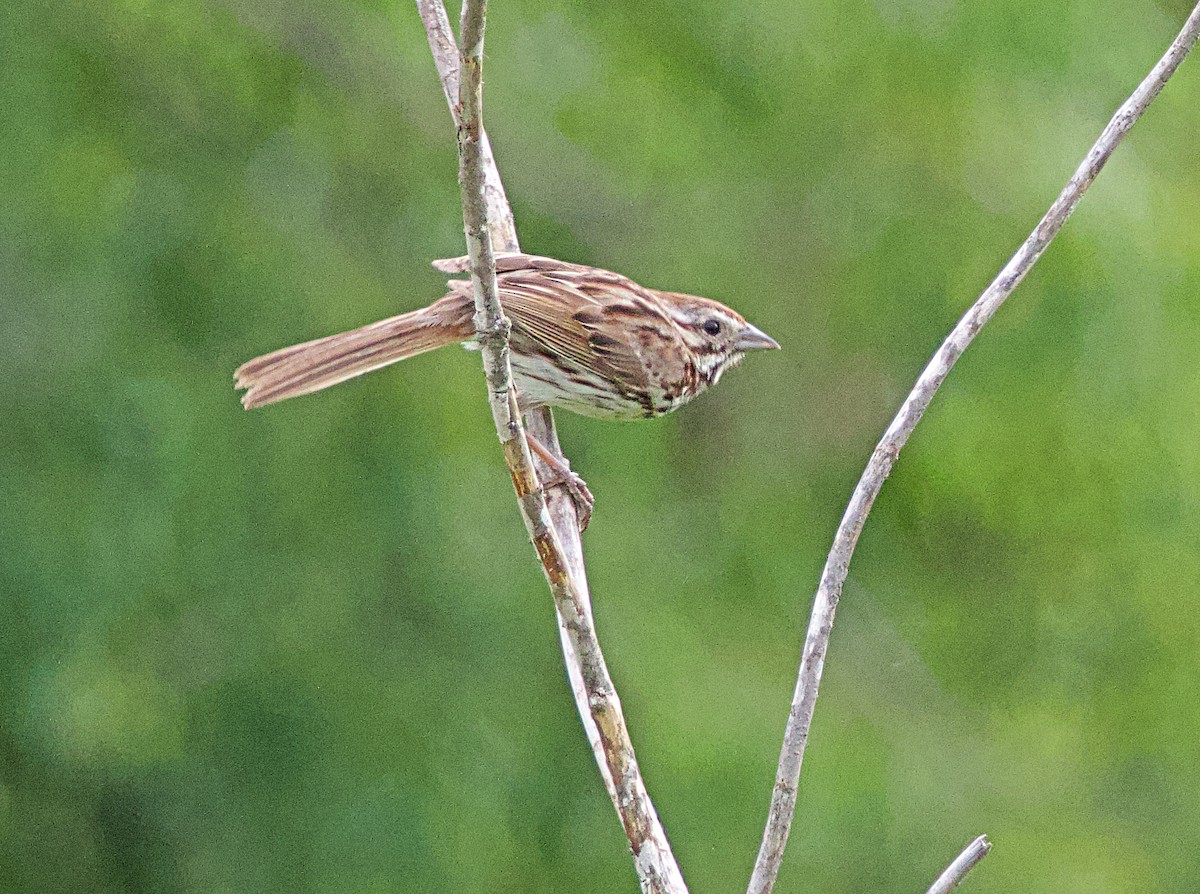 Song Sparrow - ML620461108