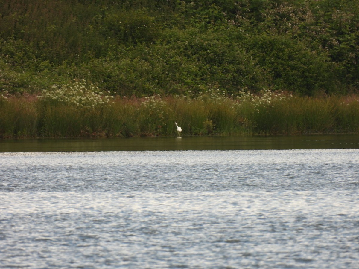 Great Egret - ML620461113