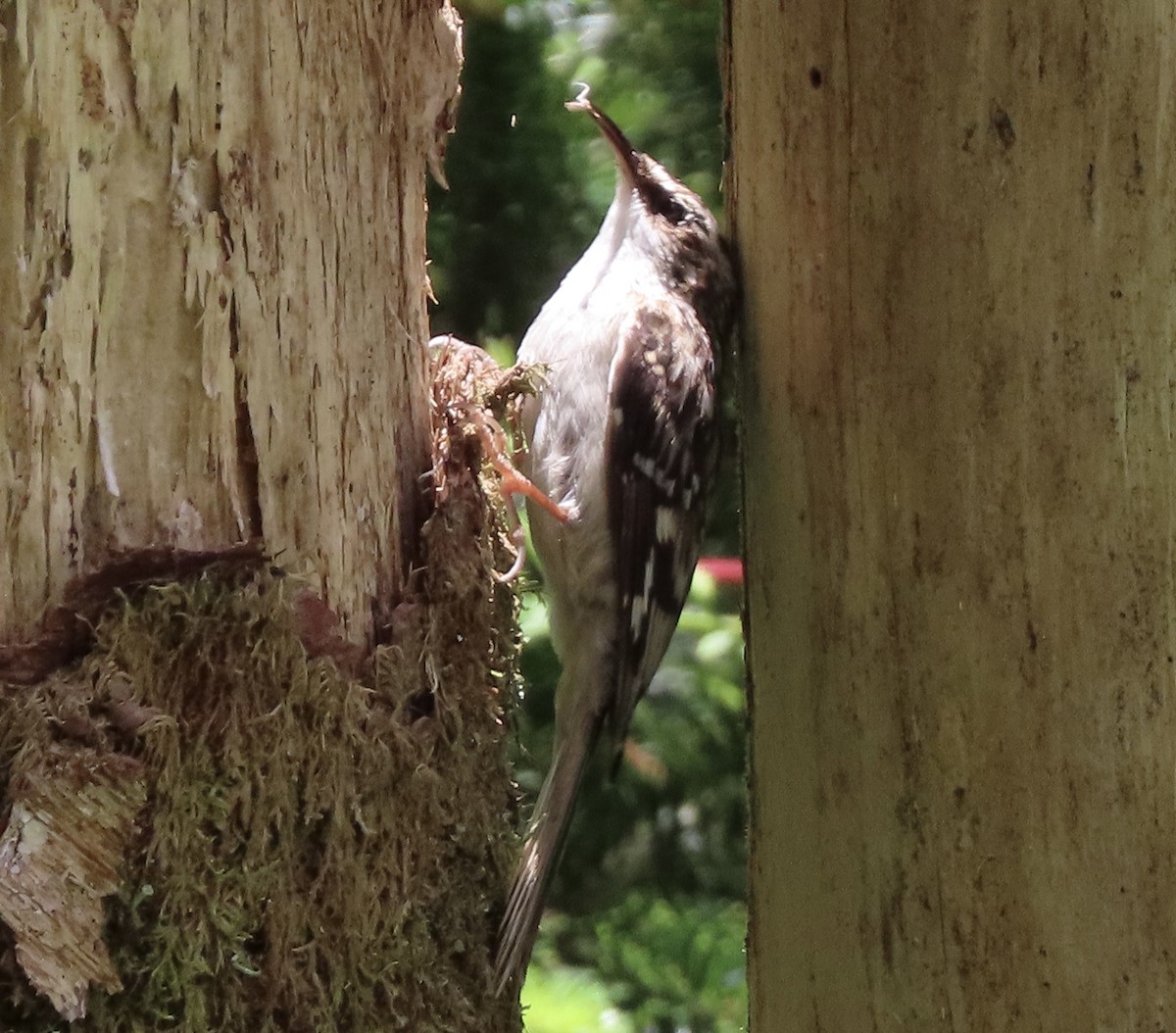 Brown Creeper - ML620461114