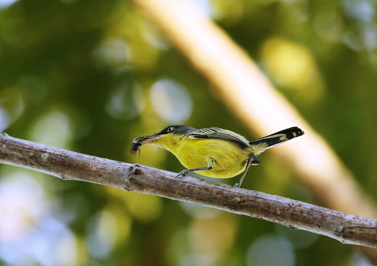 Common Tody-Flycatcher (cinereum Group) - ML620461120