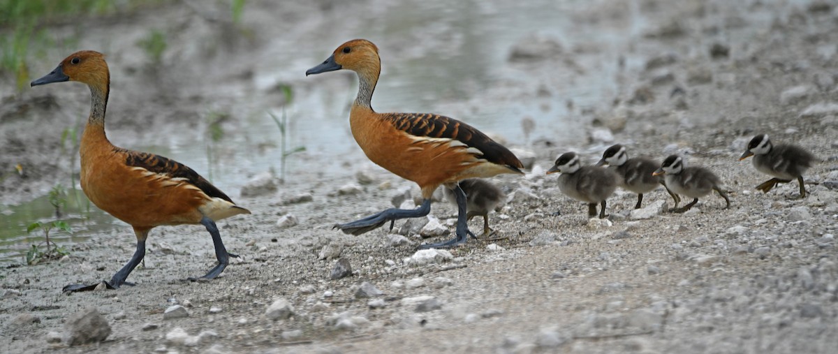 Fulvous Whistling-Duck - Paula Gatrell