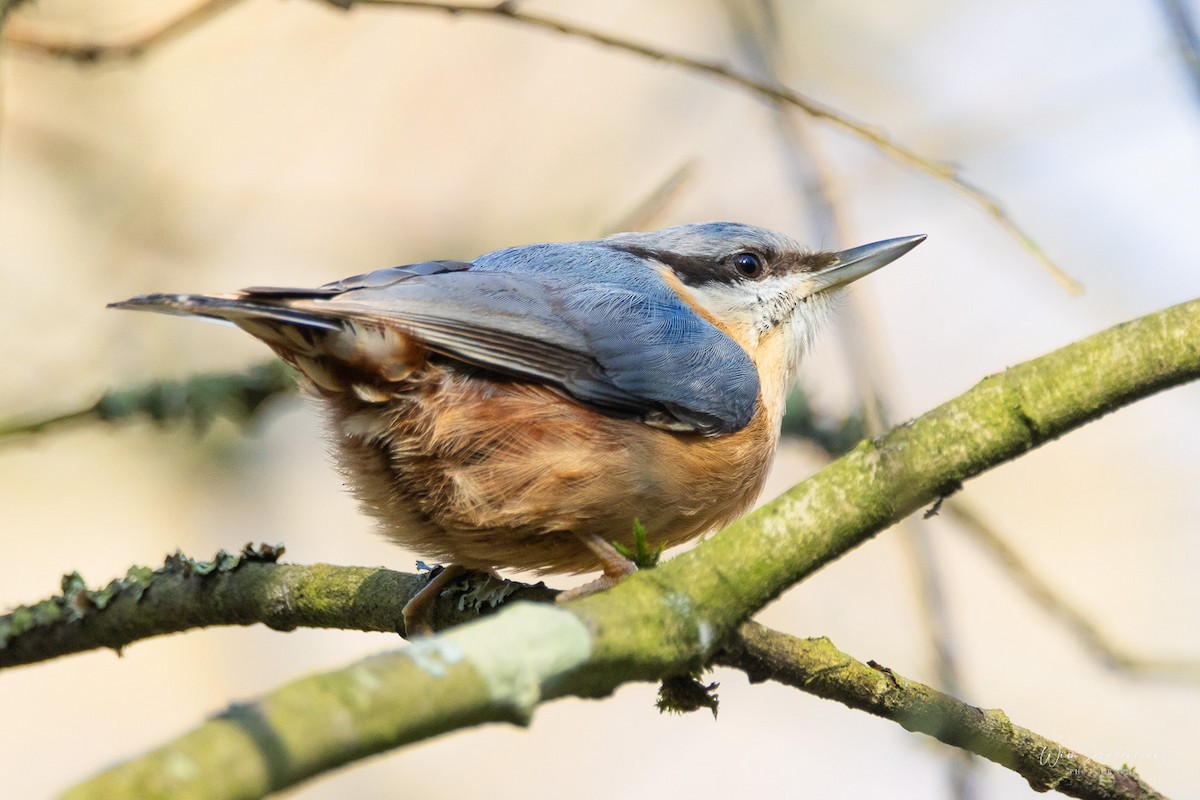 Eurasian Nuthatch - ML620461130