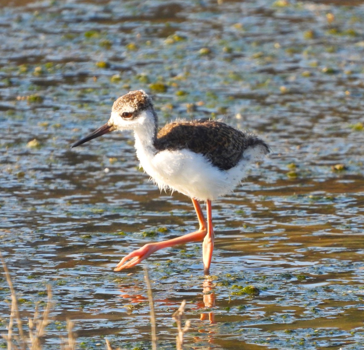 Black-necked Stilt - ML620461135