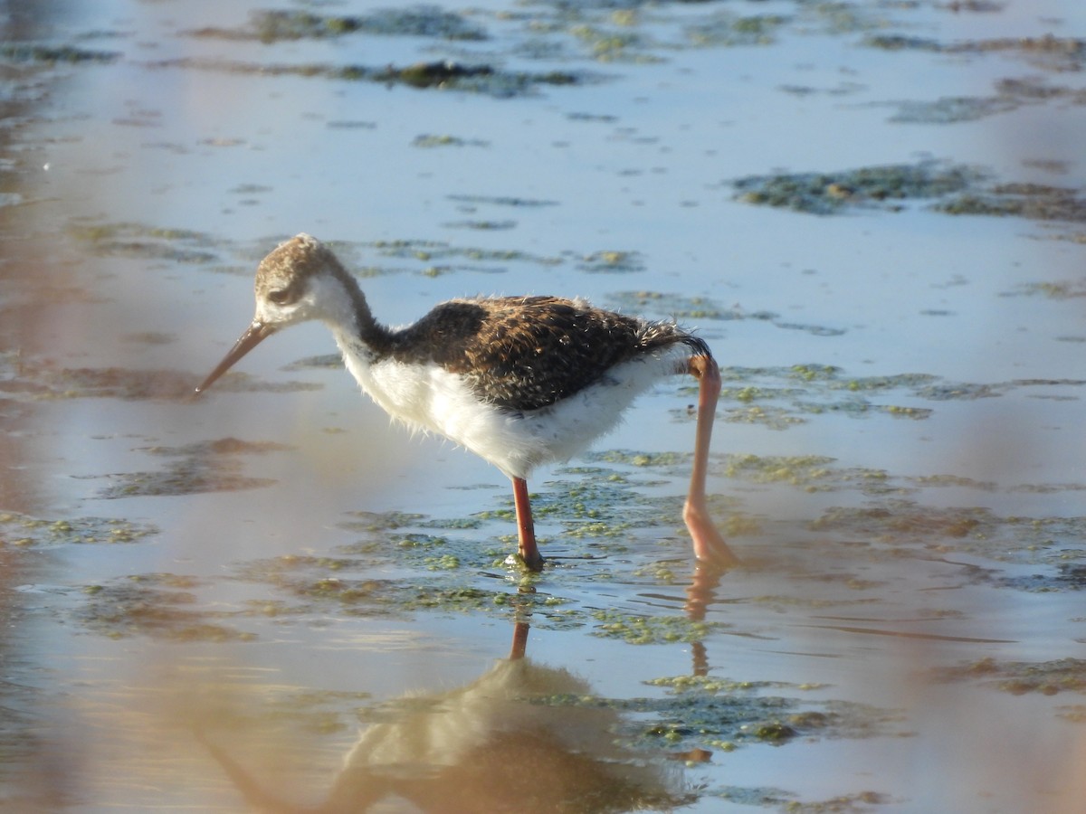 Black-necked Stilt - ML620461141