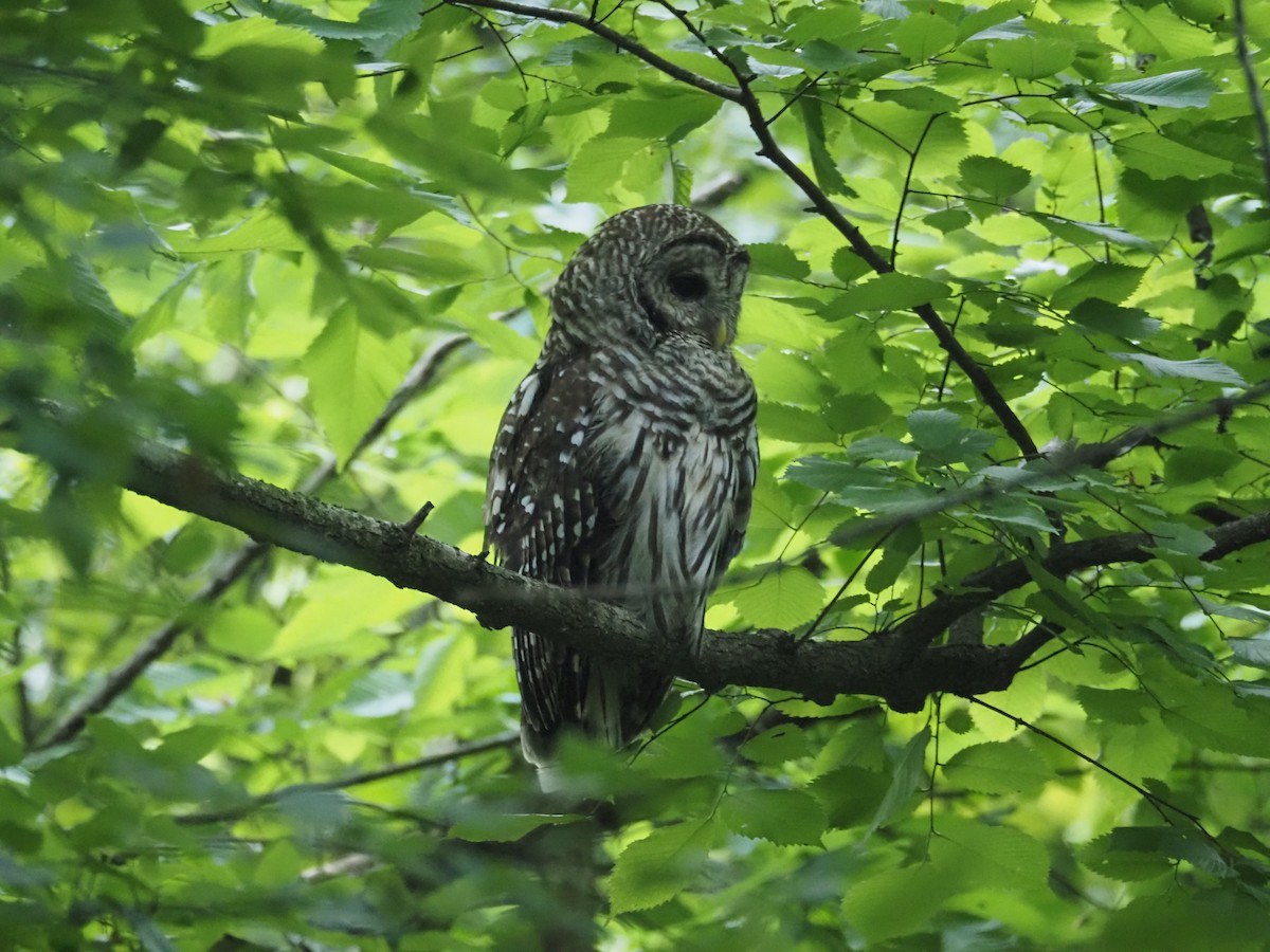 Barred Owl - ML620461144