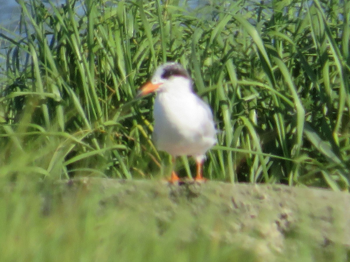 Forster's Tern - ML620461145