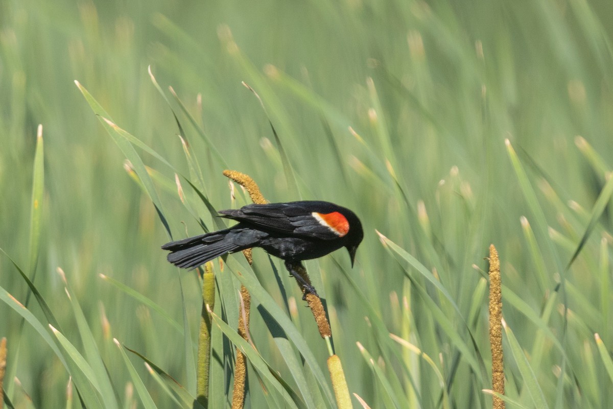 Red-winged Blackbird - ML620461151