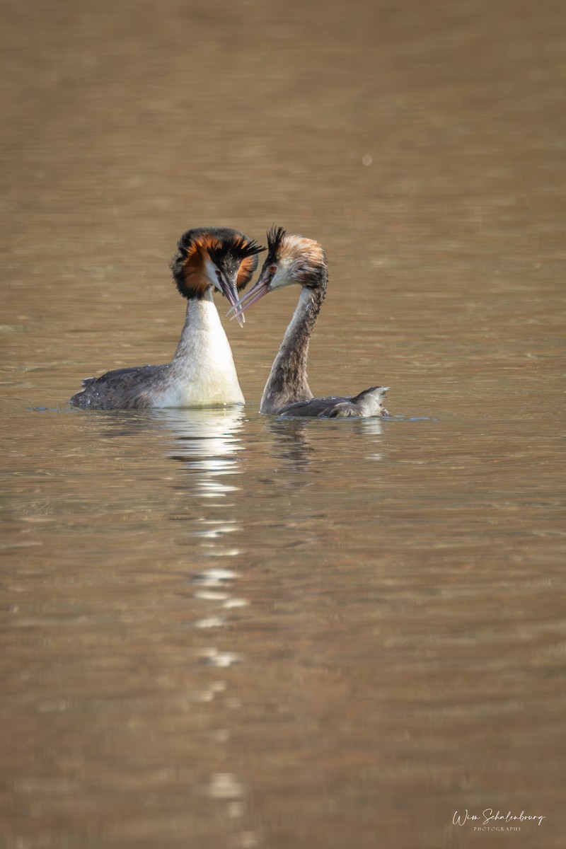 Great Crested Grebe - ML620461157