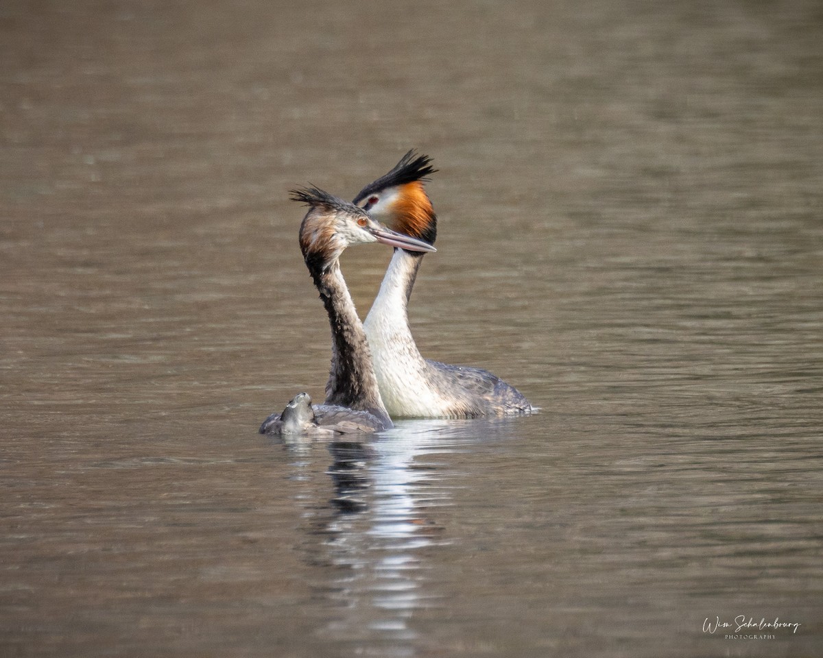 Great Crested Grebe - ML620461158