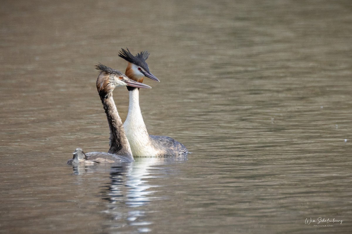 Great Crested Grebe - ML620461159