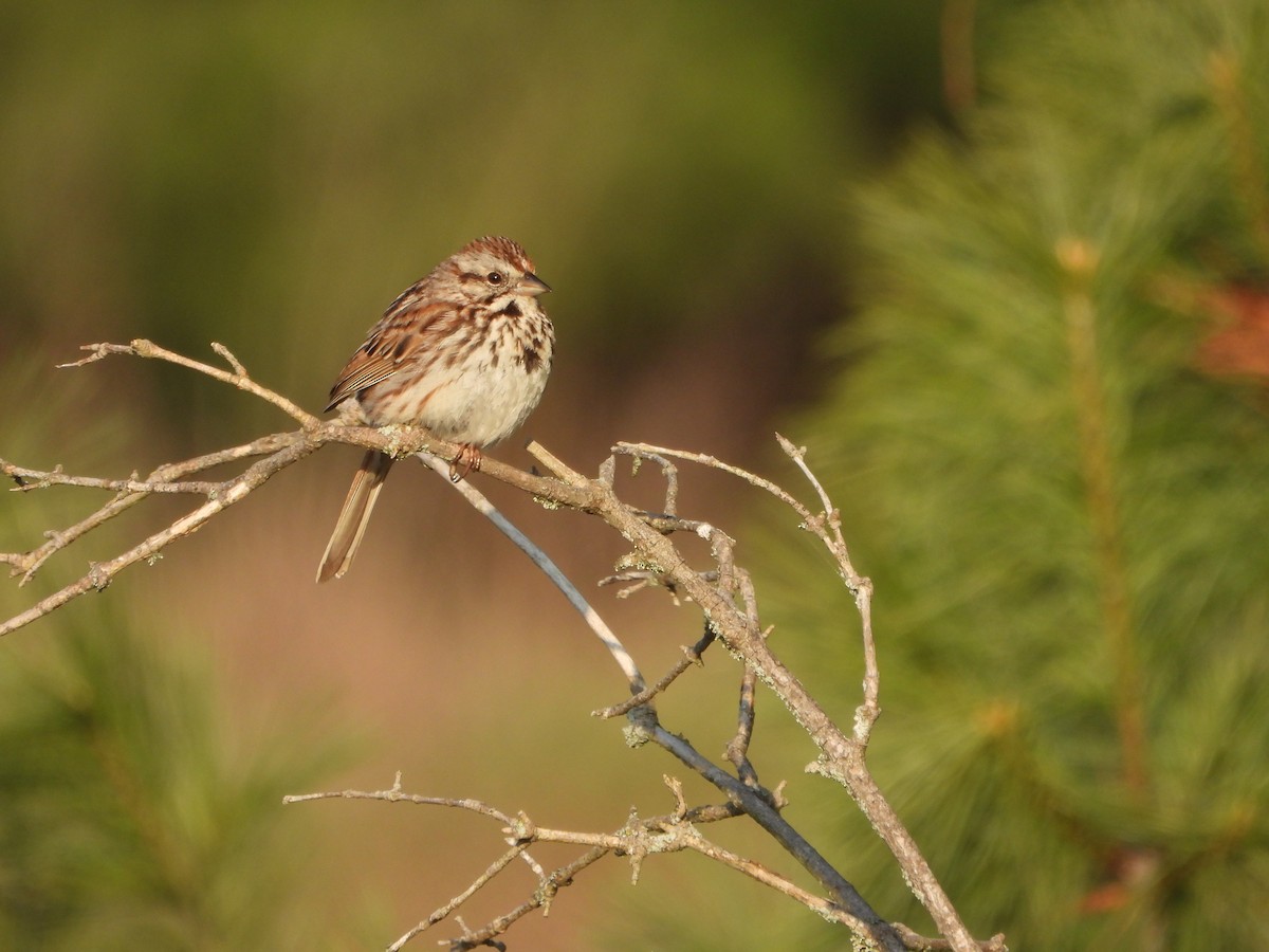 Song Sparrow - ML620461161